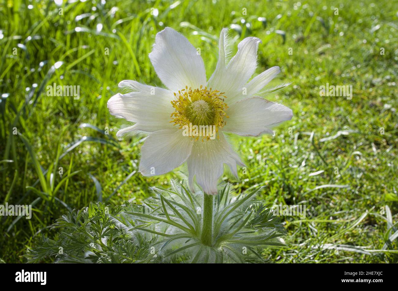 White pasque flower, Pulsatilla vulgaris Stock Photo