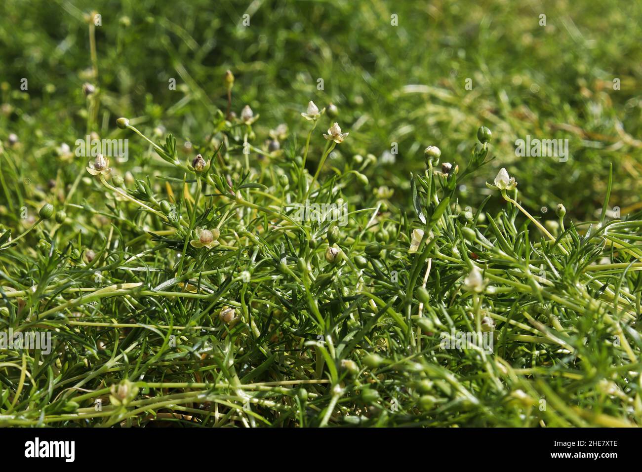 Closeup of stems and flowers on Irish Moss Stock Photo