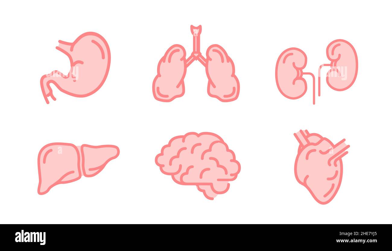 Set of human internal organs like brain, kidneys, lungs, liver, heart and stomach, simple pink medical icons isolated on white Stock Vector