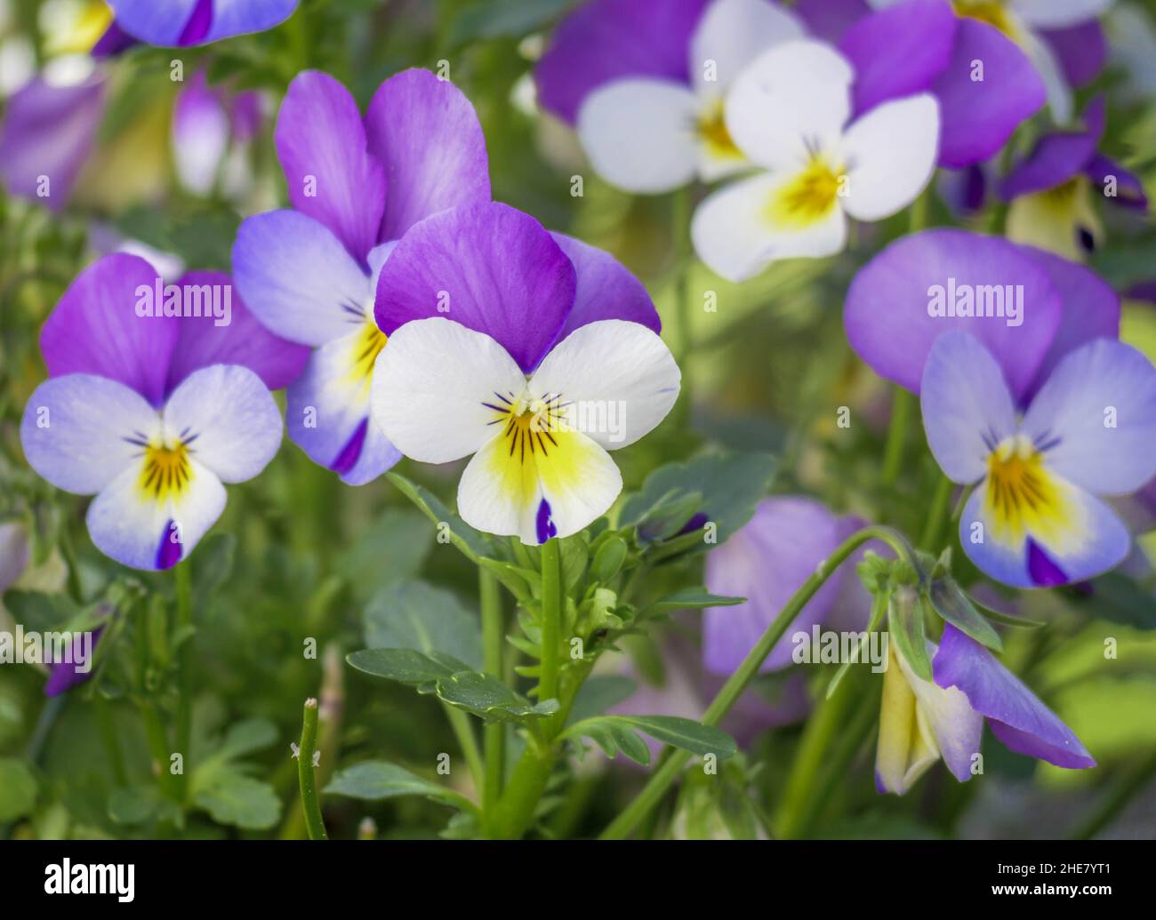 Viola tricolor, Wild pansy Stock Photo Alamy