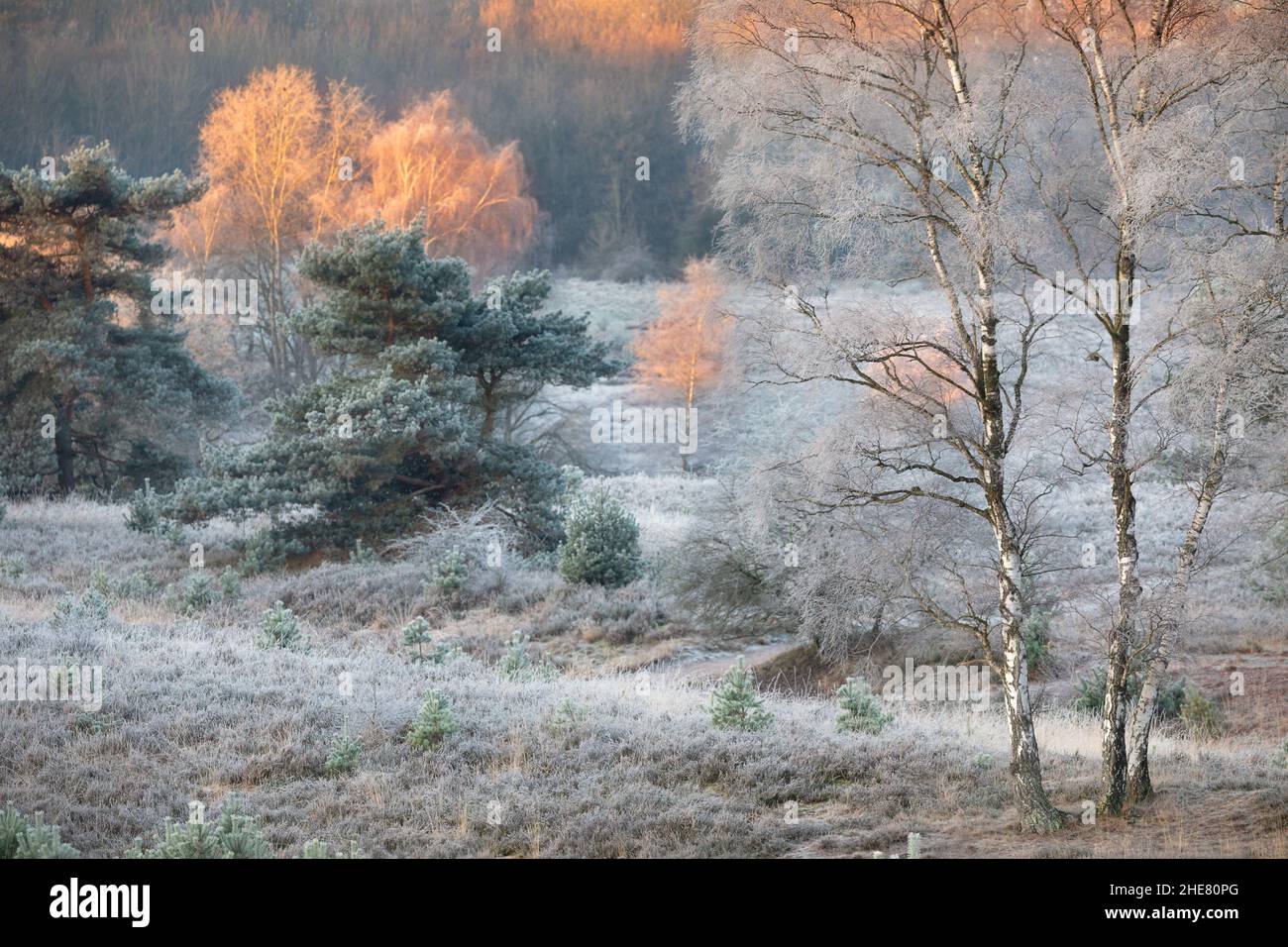 red sunlight on tree tops in winter morning Stock Photo