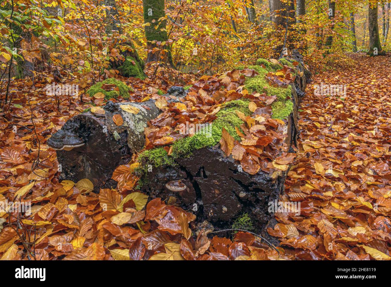 Autumn in the Würmtal between Gauting and Starnberg, Bavaria, Germany Stock Photo