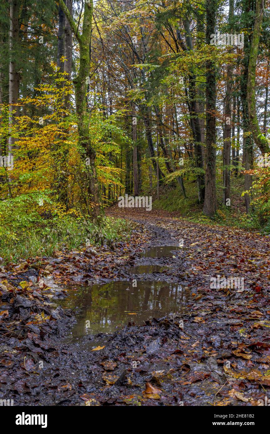 Wet hiking trail through a forest in autumn, Bavaria, Germany Stock Photo