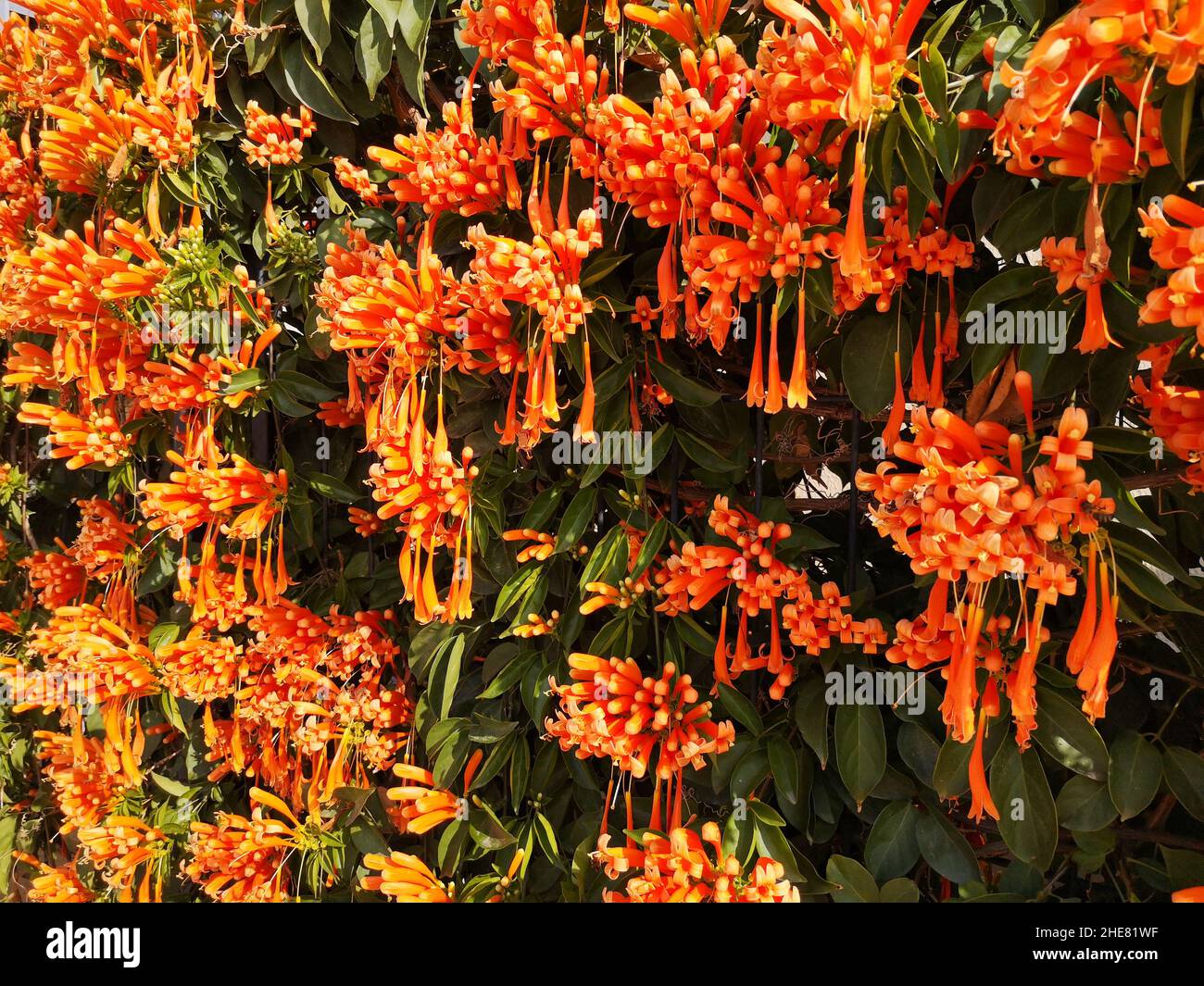 Pyrostegia Venusta in full bloom (Flame Flower, Flame Vine, Golden Shower). Malaga, Spain. Stock Photo