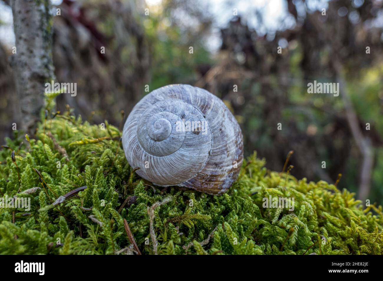 Snail shell on moss Stock Photo