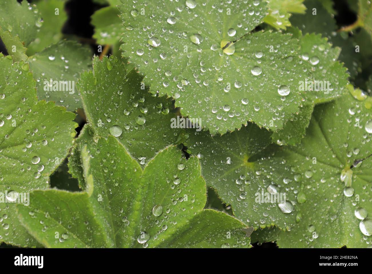 Macro view of leaves on a Ladys Mantle covered in water Stock Photo