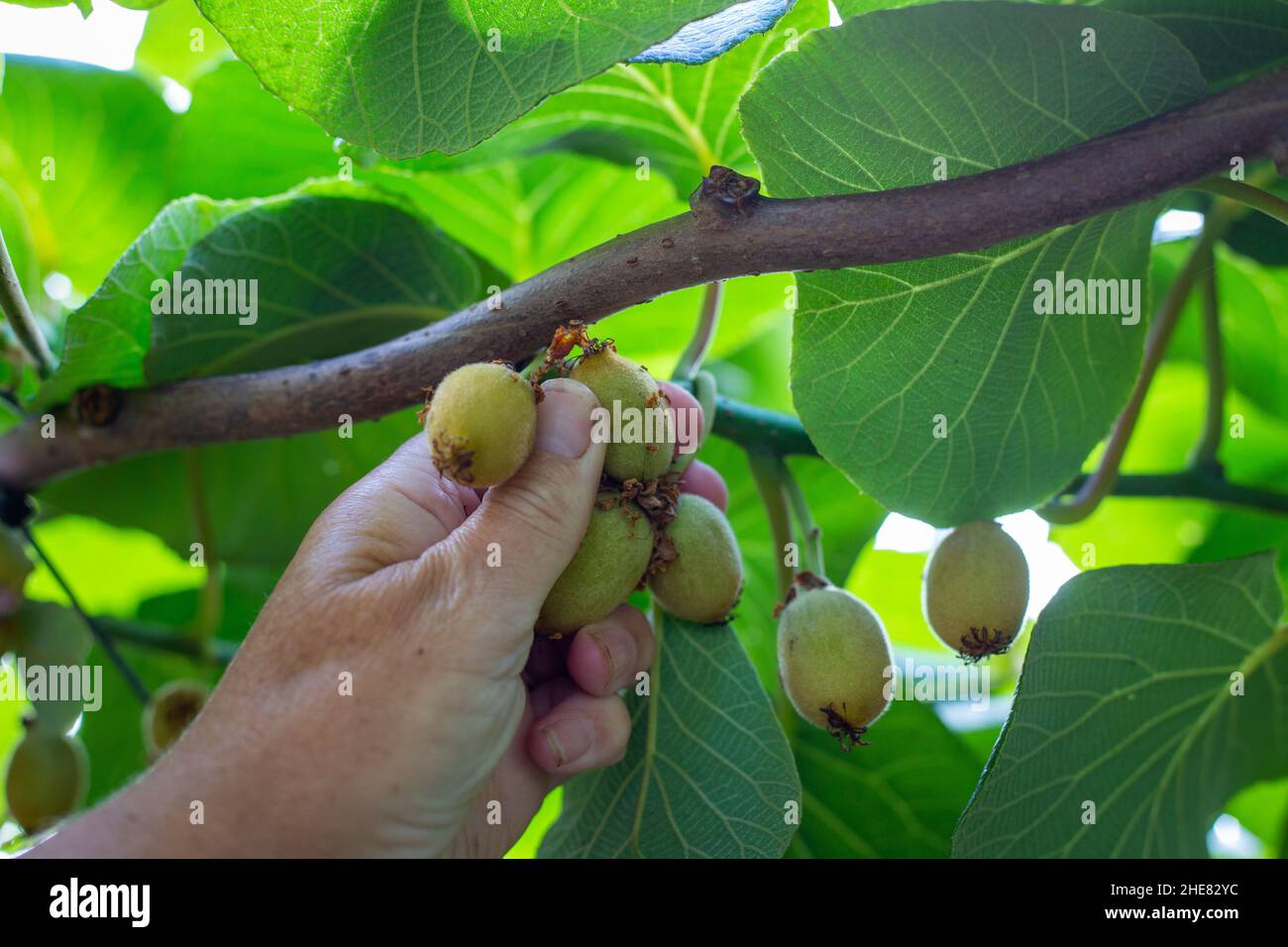 Fruit thinning is done several times during the growing season to get the optimal amount of exportable yield on a kiwifruit vine, North Island, NZ Stock Photo