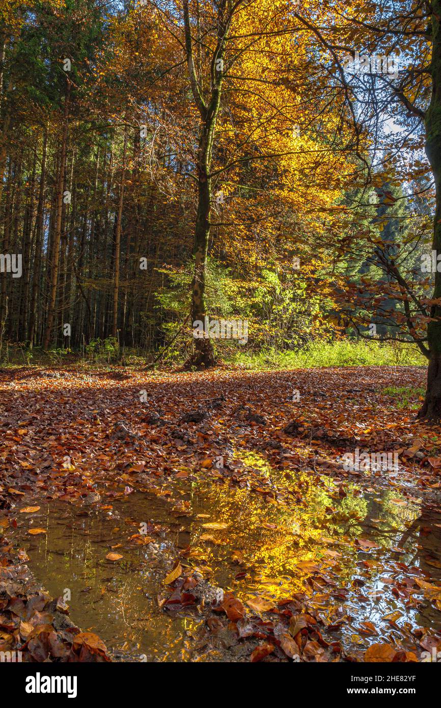 Path through a forest in autumn, Bavaria, Germany Stock Photo