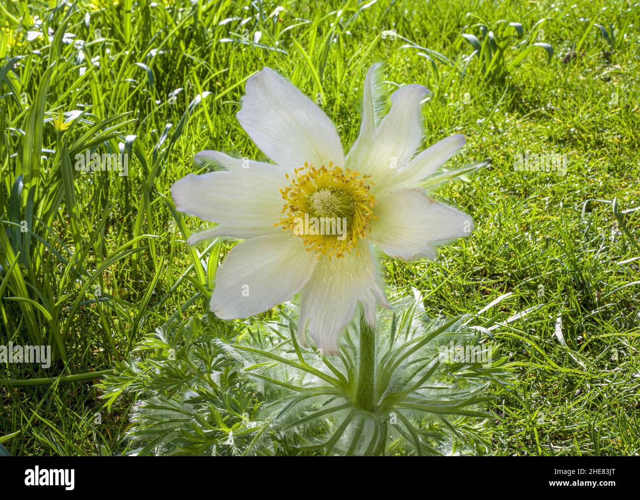 White pasque flower, Pulsatilla vulgaris Stock Photo