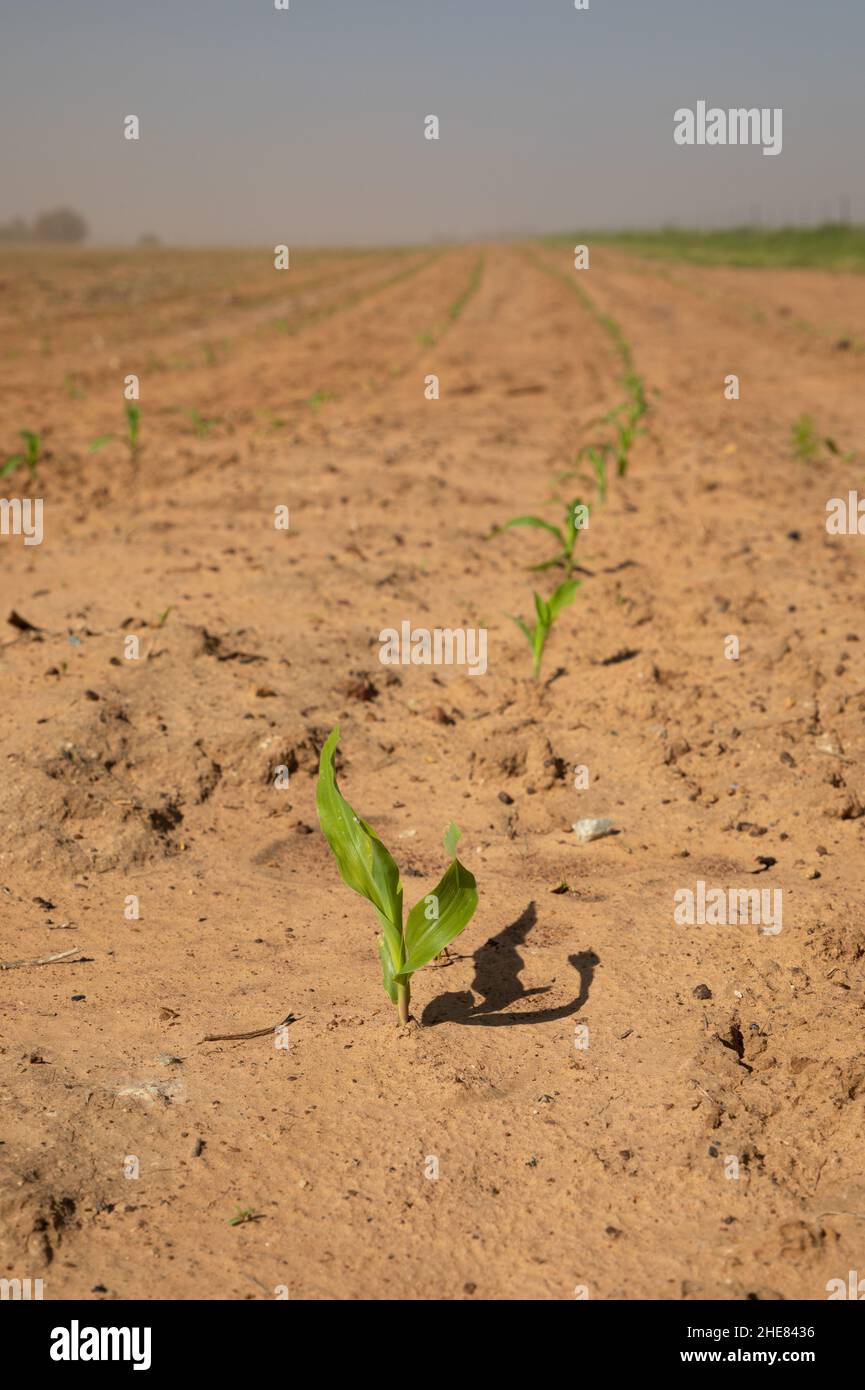 Selective focus on a young corn plant in an agriculture field. Planted in a semi arid area.  In the background is a row of corn plants Stock Photo