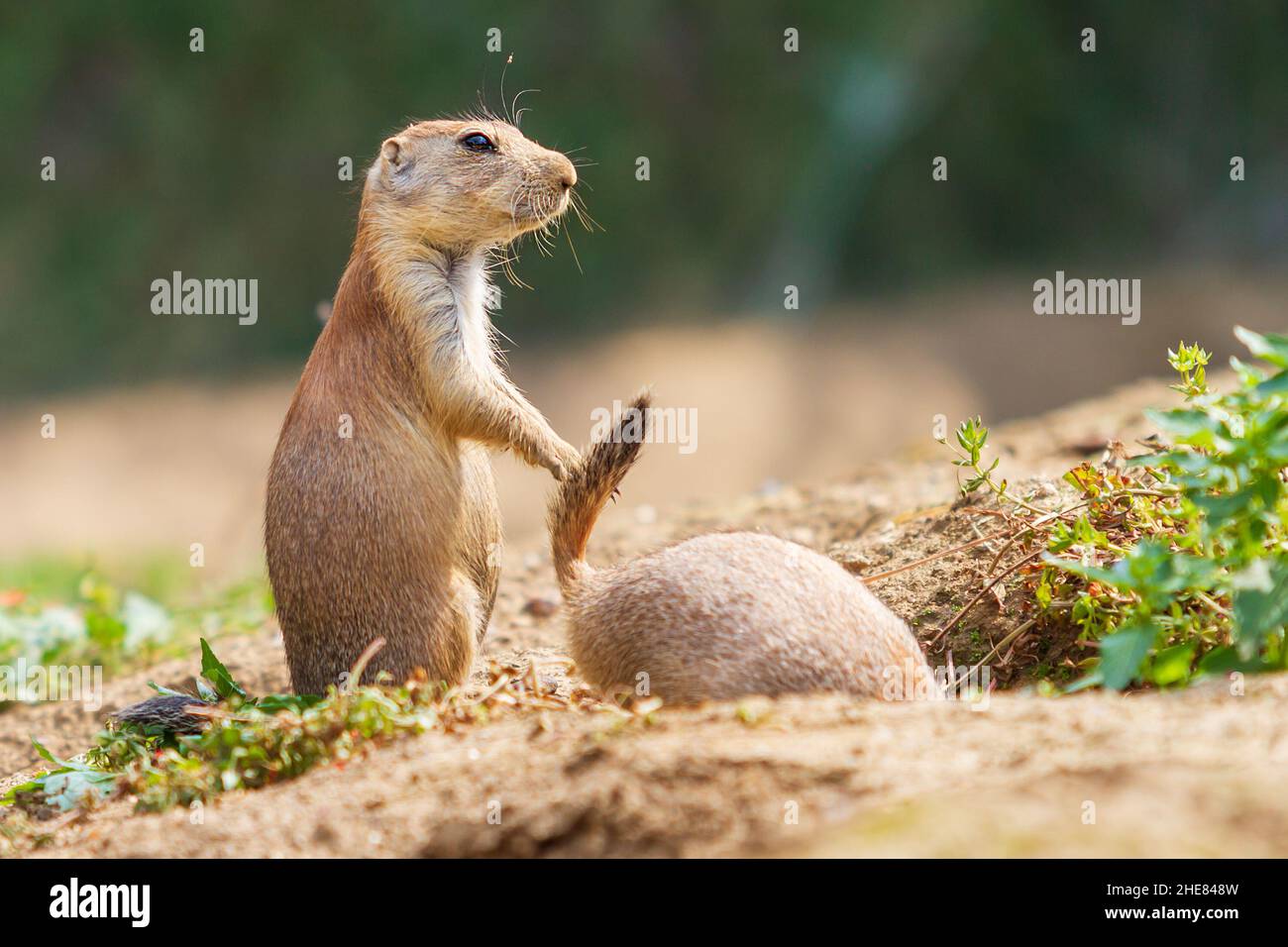 Ground squirrel - Spermophilus citellus stands in a meadow and the other ground squirrel climbs into a hole Stock Photo