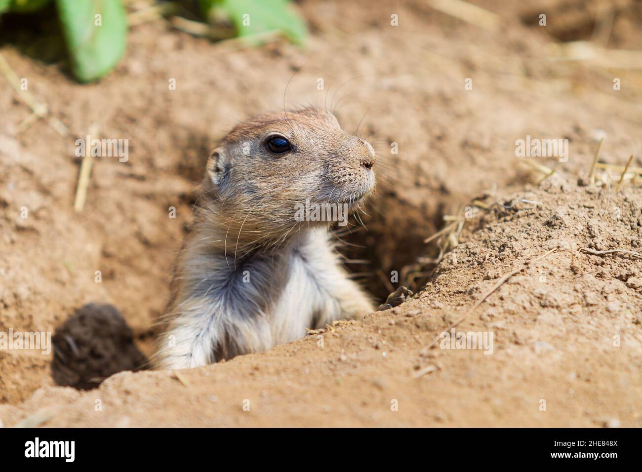 Ground squirrel - Spermophilus citellus looking out of a hole in a meadow Stock Photo