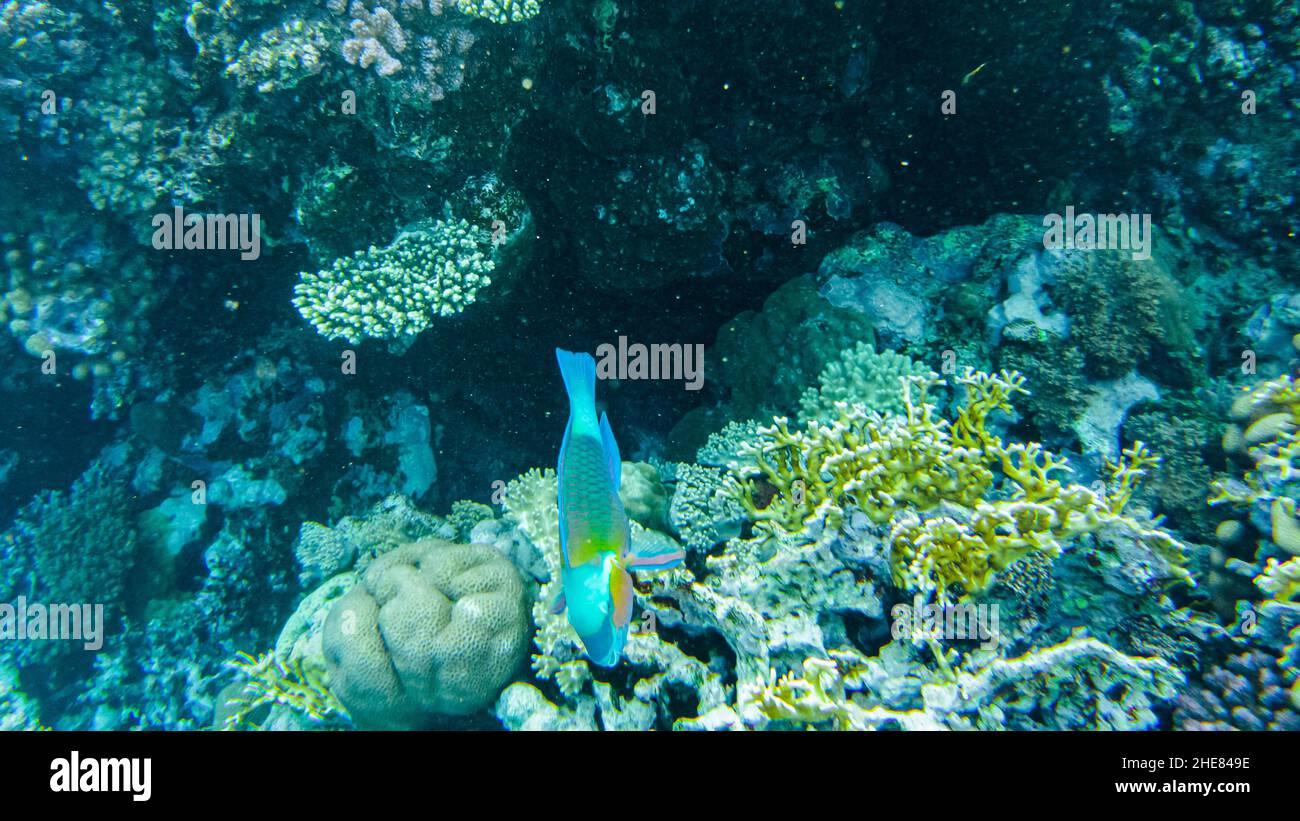 chameleon parrotfish( Scarus chameleon) fish feeds among the corals in the red sea. Stock Photo