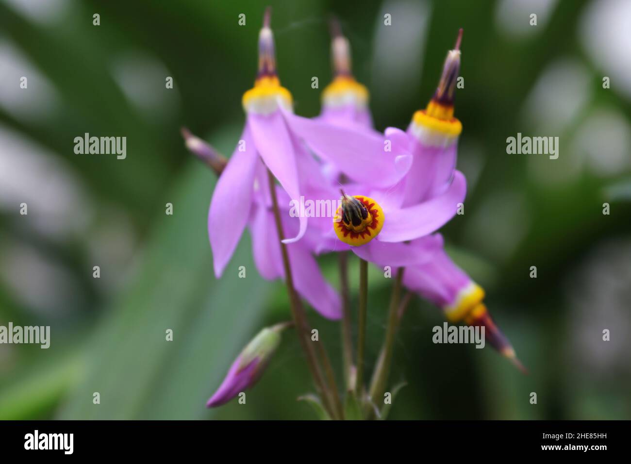 Macro view of the flowers on a Shooting Star Plant Stock Photo