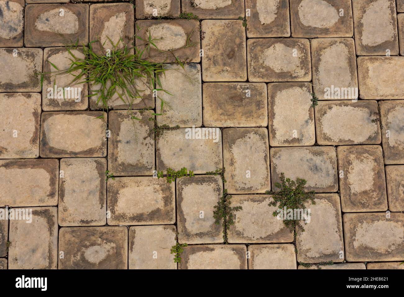 Selection of different weeds growing from a concrete pavement Stock