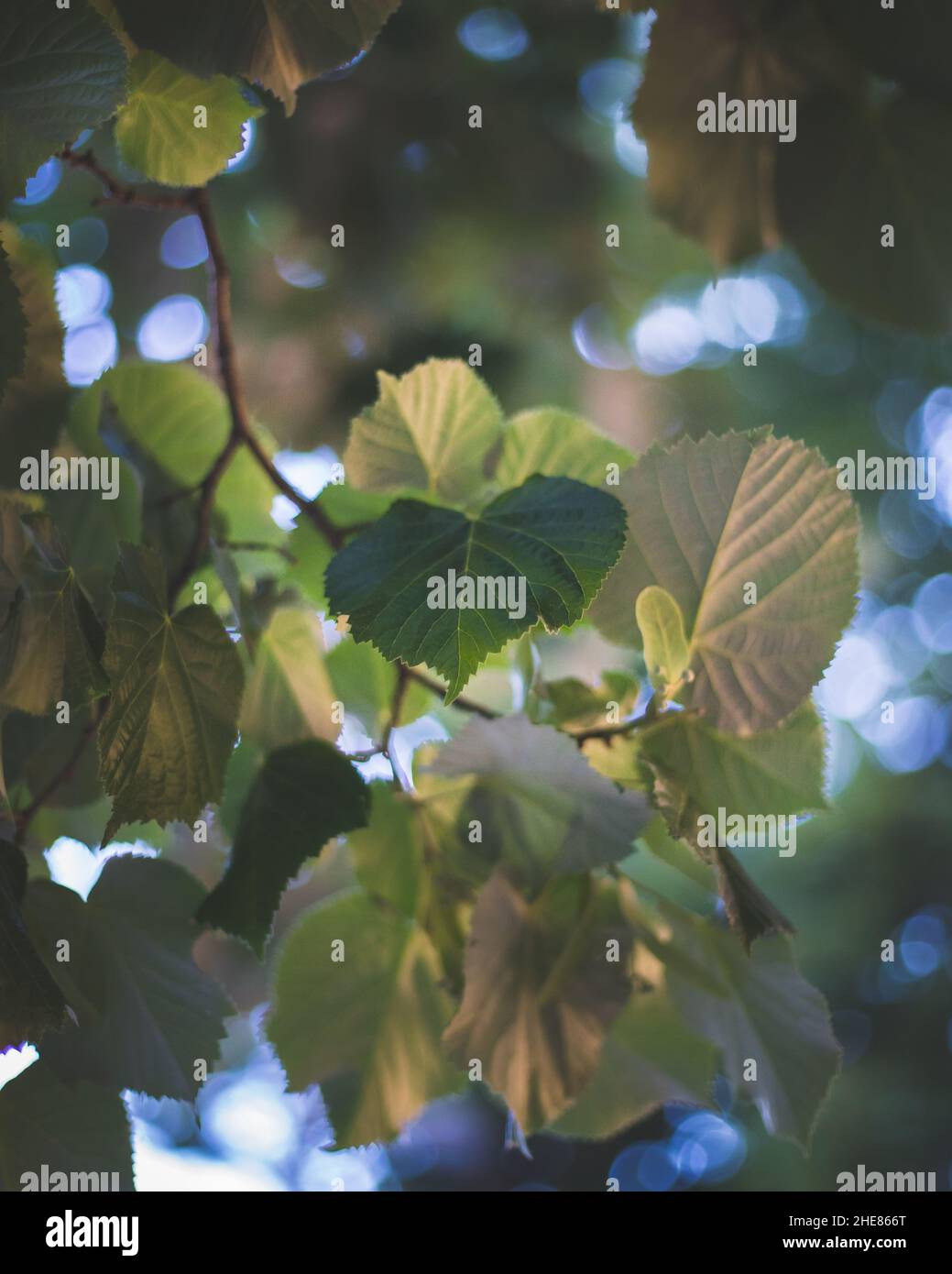 Vertical shot golden leaves hi-res stock photography and images - Alamy