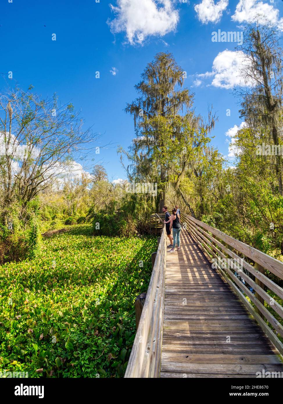 Wooden boardwalk in Lettuce Lake Park in Hillsborough County in Tampa Florida USA Stock Photo