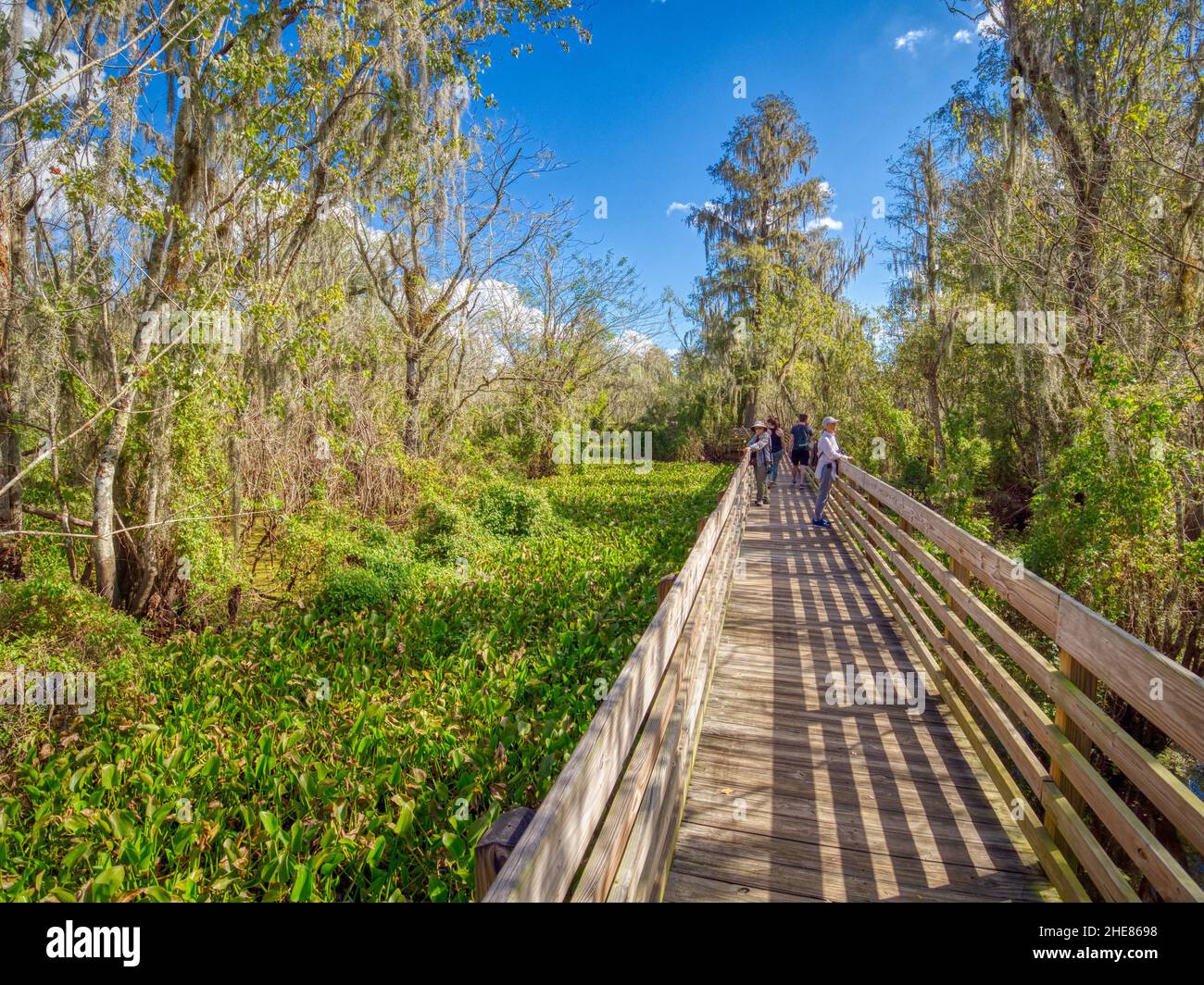 Wooden boardwalk in Lettuce Lake Park in Hillsborough County in Tampa Florida USA Stock Photo