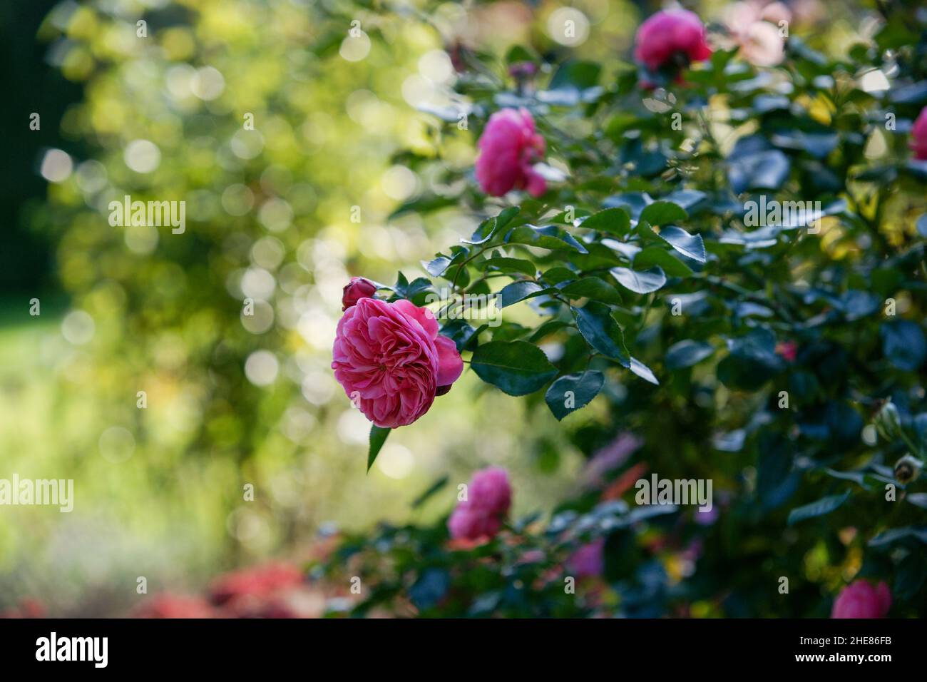 Beautiful garden rose in the garden on a sunny day on a blurred natural background Stock Photo