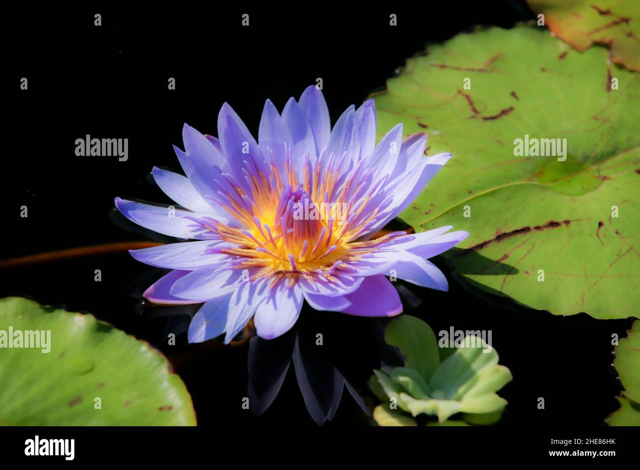 close-up shot of a water Lily plant and green leaf in pond on a sunny day Stock Photo