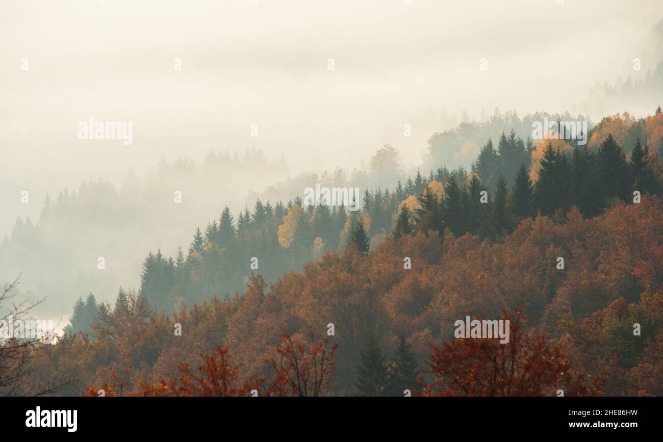 Autumn landscape. gloomy mood. dark sky. woods in the fog Stock Photo