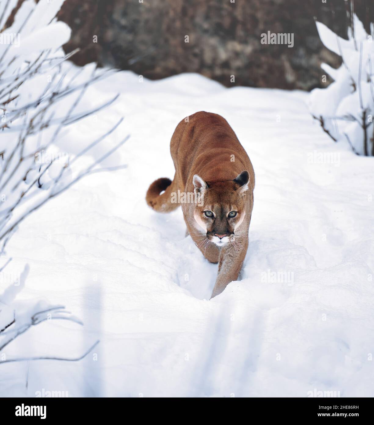 Puma in the winter woods, Mountain Lion look. Mountain lion hunts in a snowy forest. Wild cat on snow. Eyes of a predator stalking prey. Portrait of a Stock Photo