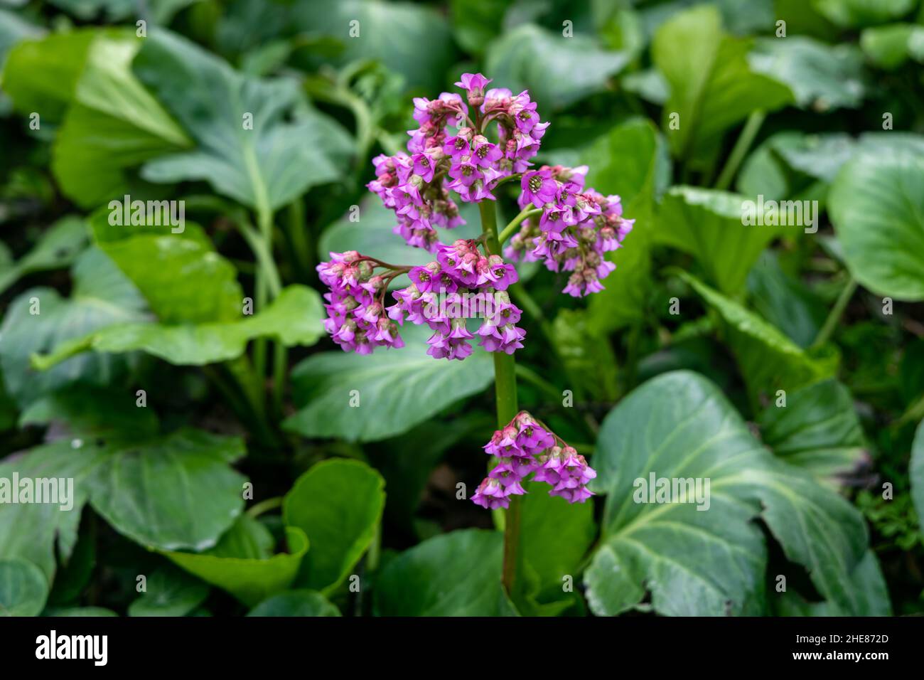 Close-up of badan Bergenia crassifolia blooming in a flower bed in May Stock Photo