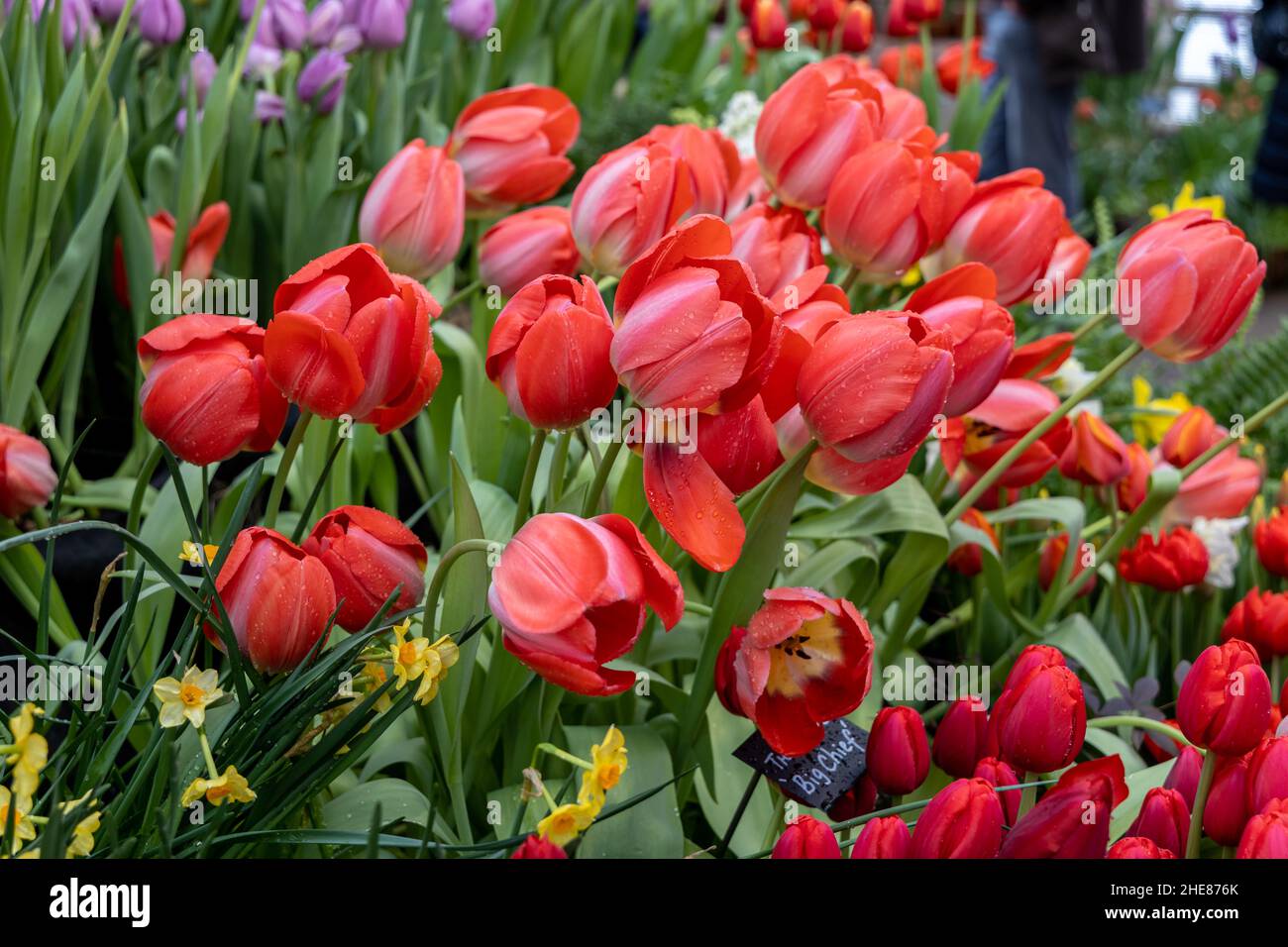 Pinky red Darwin Hybrid tulips Big Chief bloom in a garden Stock Photo