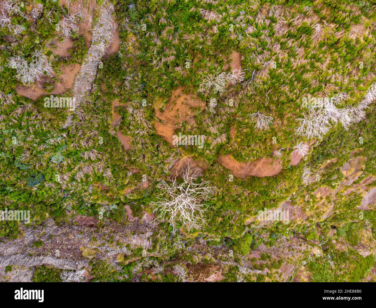 Growing in harsh environment hi-res stock photography and images - Alamy