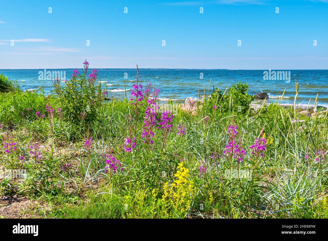 Baltic Sea coast covered motley grass. Kaberneeme, Estonia Stock Photo