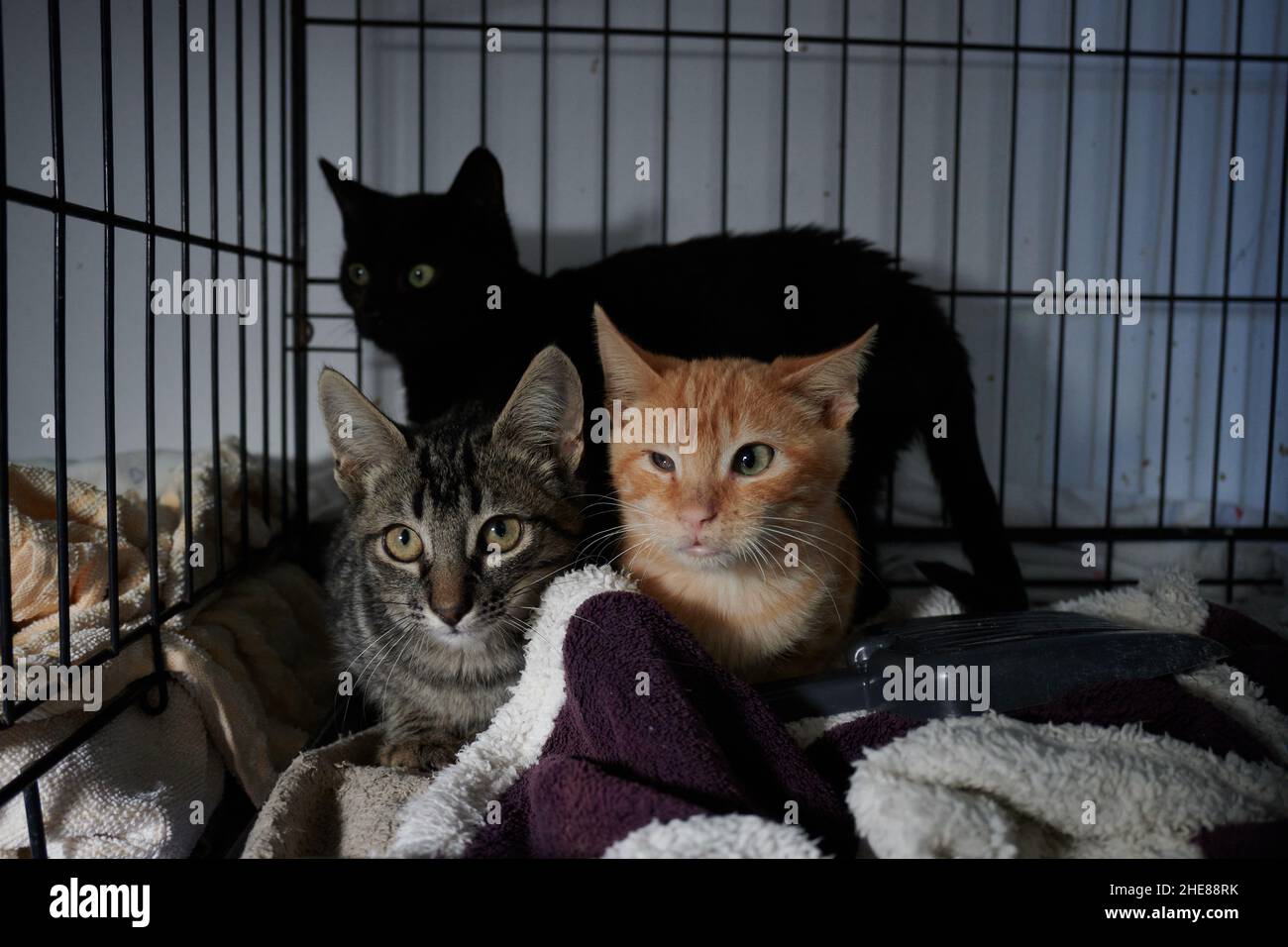 Cute tabby orange and black cats staring at the viewer while lying on their bed in cage Stock Photo