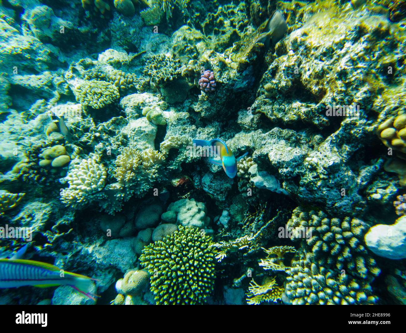 Tropical coral fish Parrot fish (Scarus frenatus) by the corals of the red sea. Stock Photo