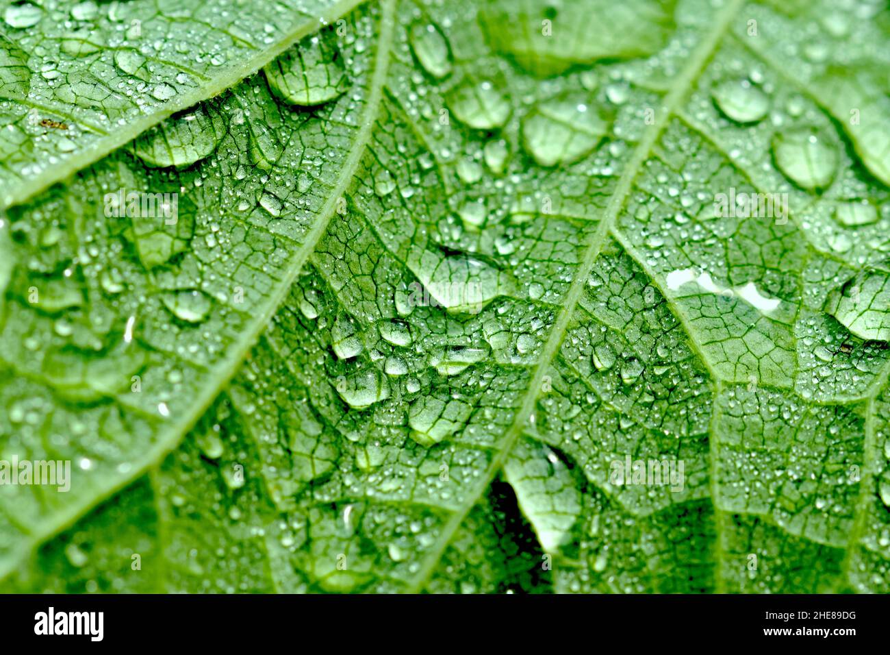 A closeup shot of the details of a green and fresh leaf with water drops on it Stock Photo