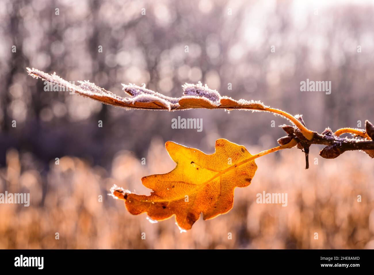 Podzimní list s námrazou Stock Photo