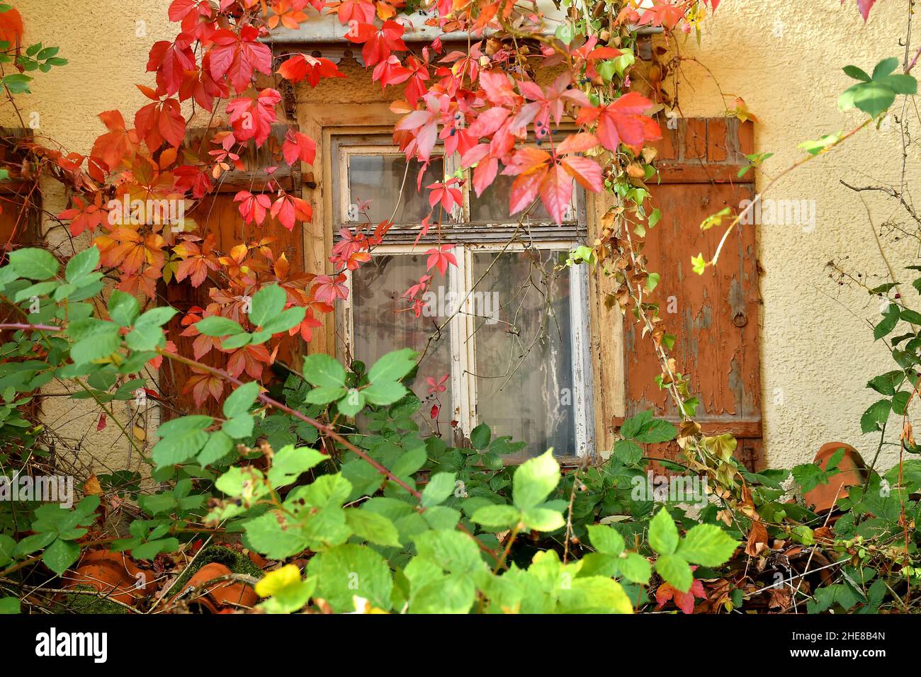 Window Of An Old House Overgrown With Wild Wine In Autumnal Colors Stock Photo