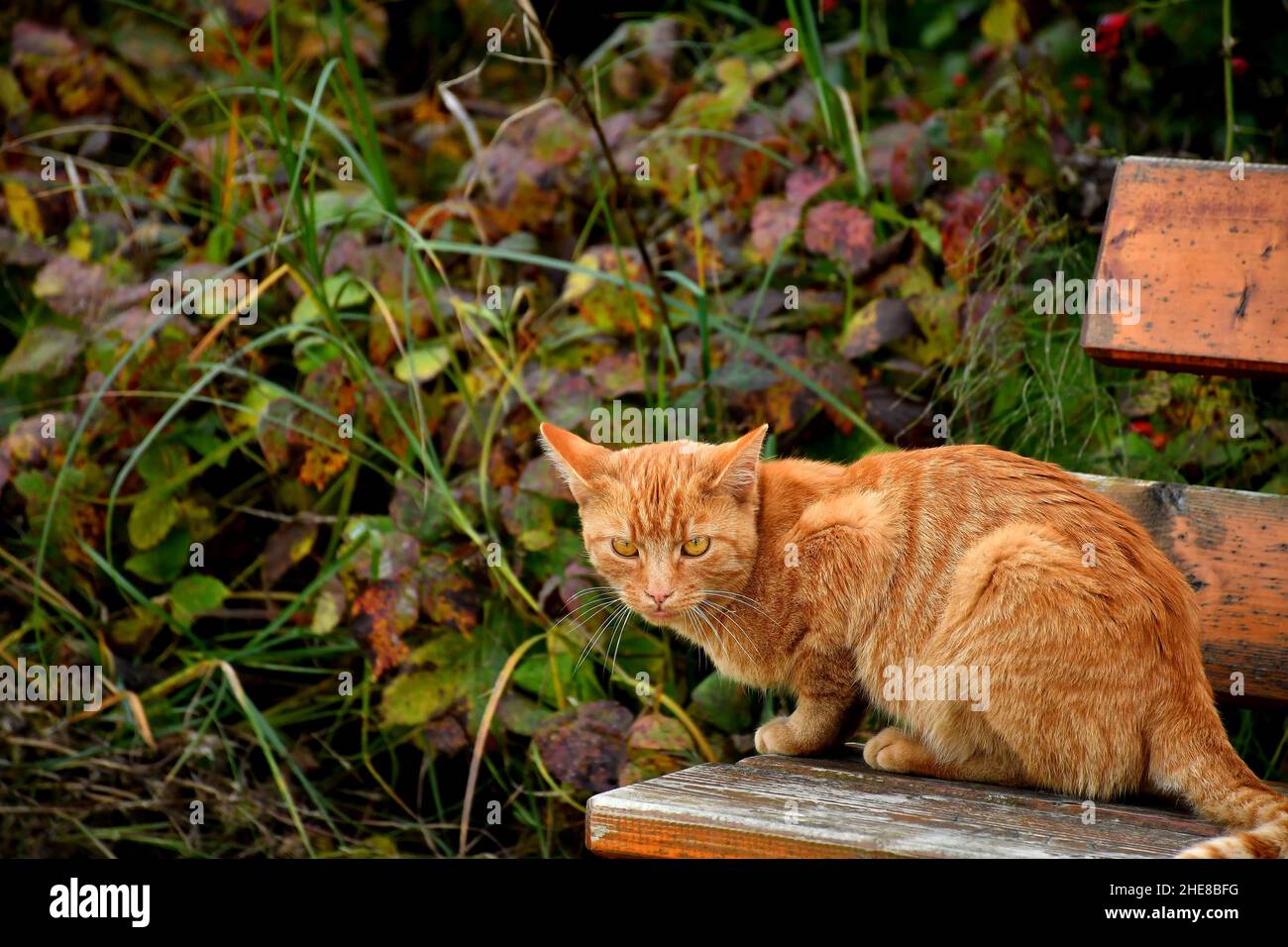 Red Cat Sits On A Park Bench Stock Photo - Alamy