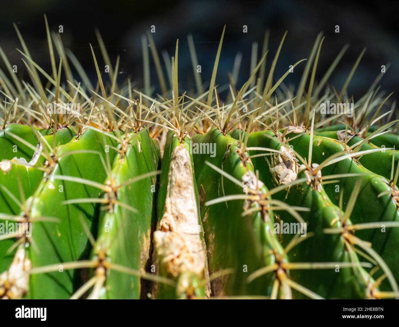 Prickly, spiky needles on the top ridges of a green Cactus plant, Australian garden Stock Photo