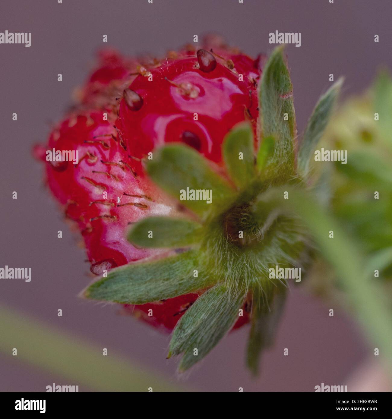A macro of a shiny luscious ripe red Strawberry on its green plant stem ...