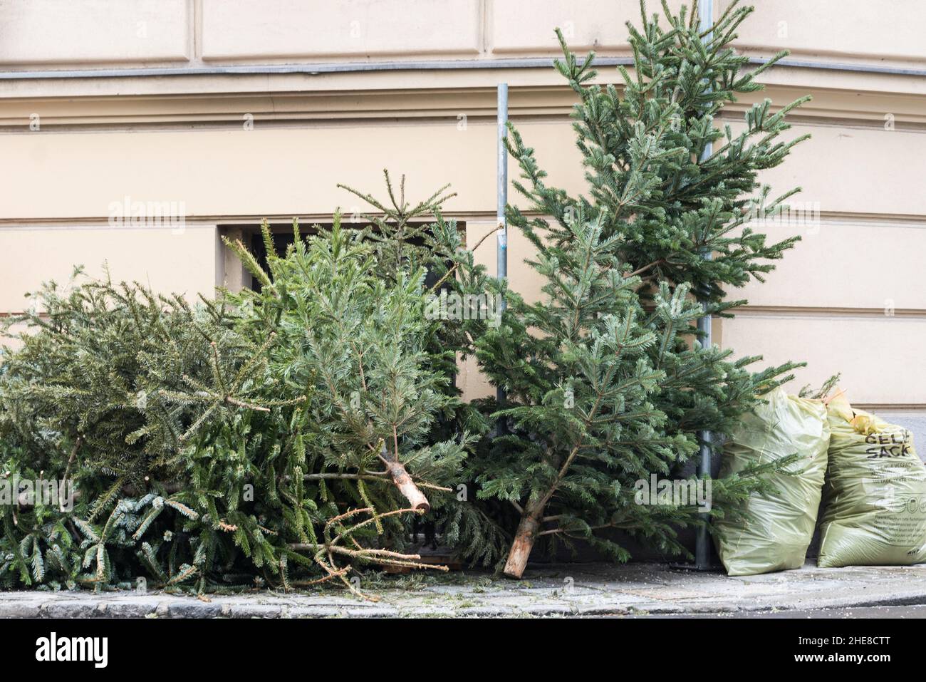 Christmas Tree Disposal On January 6th Or Maria Candlemas Stock Photo