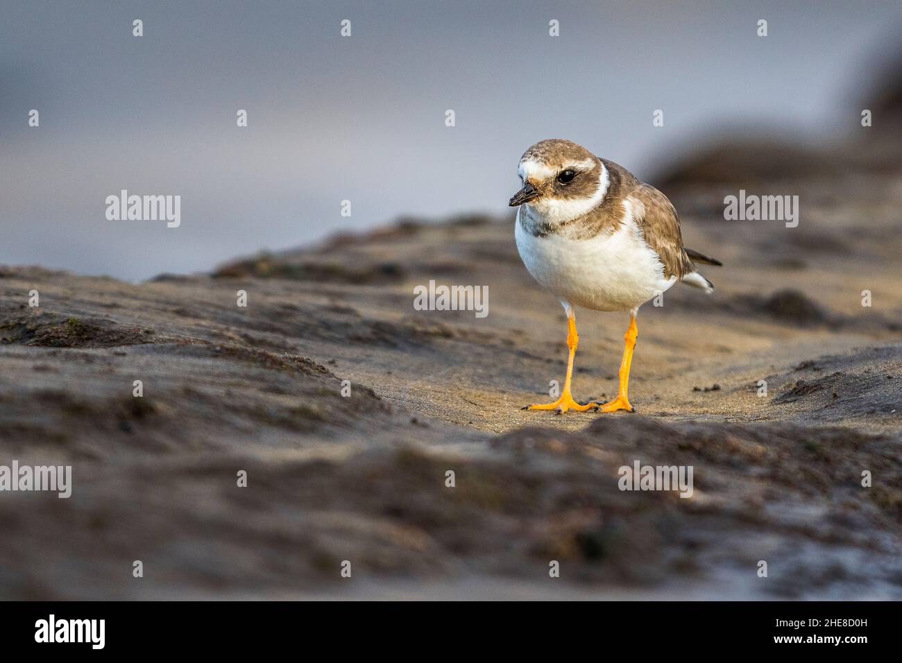 Common ringed plover or ringed plover (Charadrius hiaticula), in winter, in the coastal rocks. Stock Photo