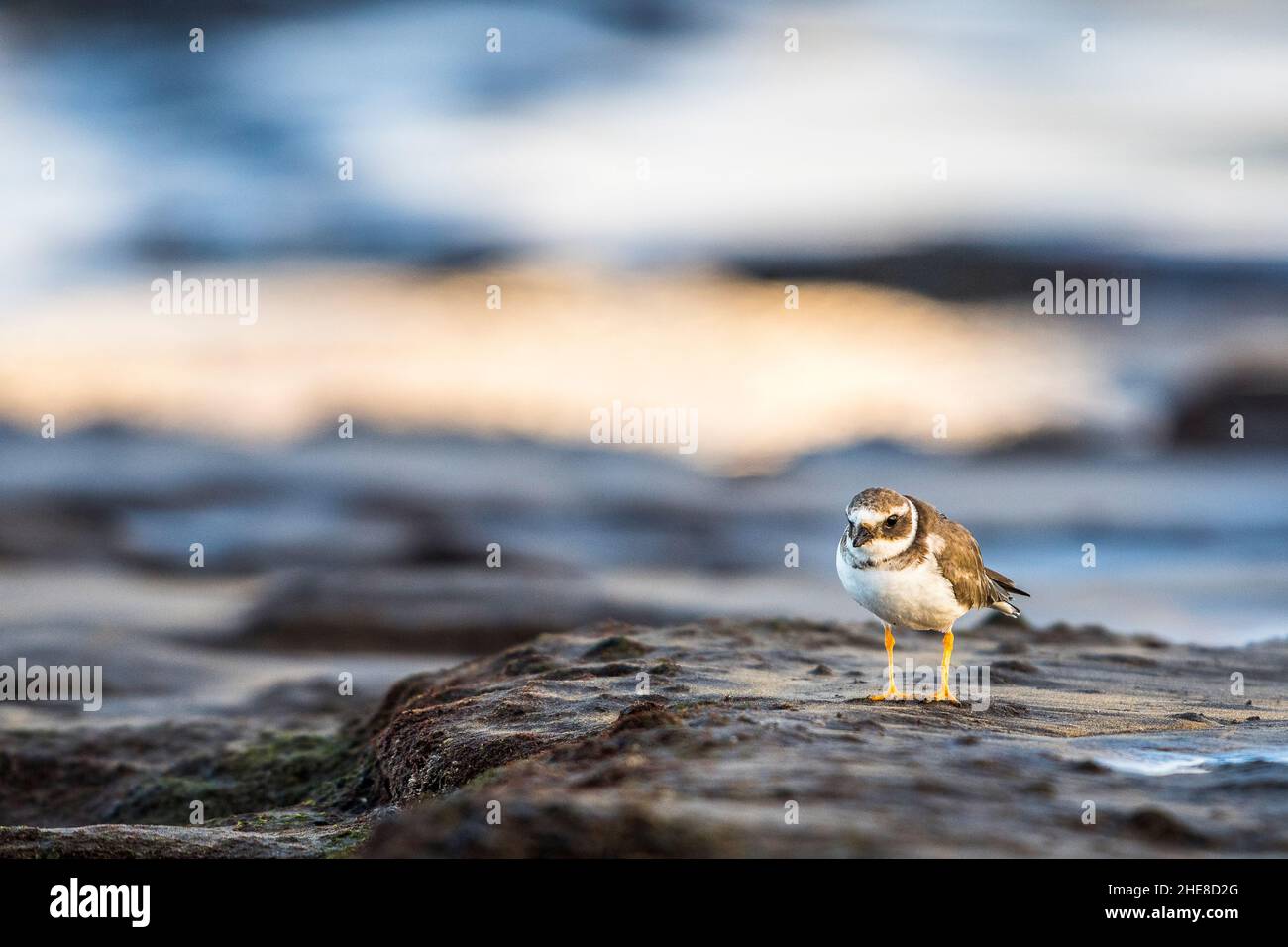 Common ringed plover or ringed plover (Charadrius hiaticula), in winter, in the coastal rocks. Stock Photo