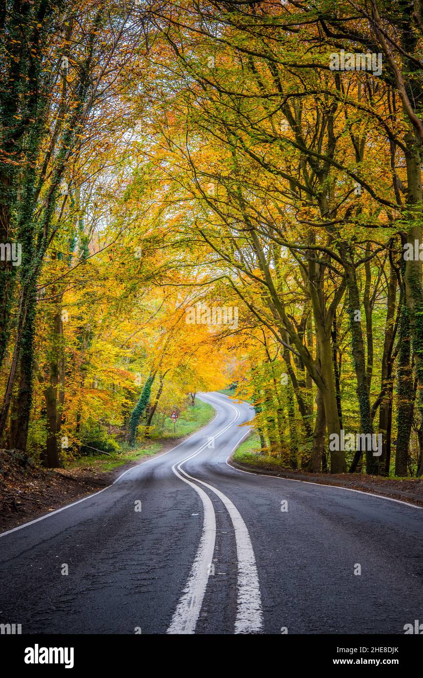 One the road, journey through autumn coloured forest Stock Photo