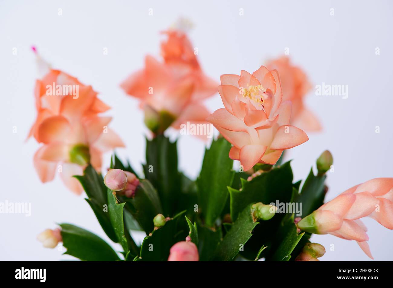 Blooming Christmas Cactus Macro Photo With Selective Focus Against White Background Stock Photo