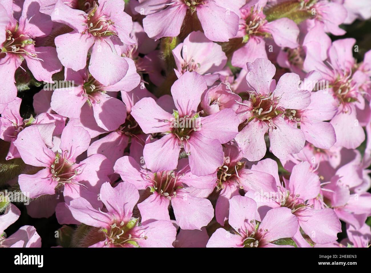 Cluster of pink flowers hi-res stock photography and images - Alamy
