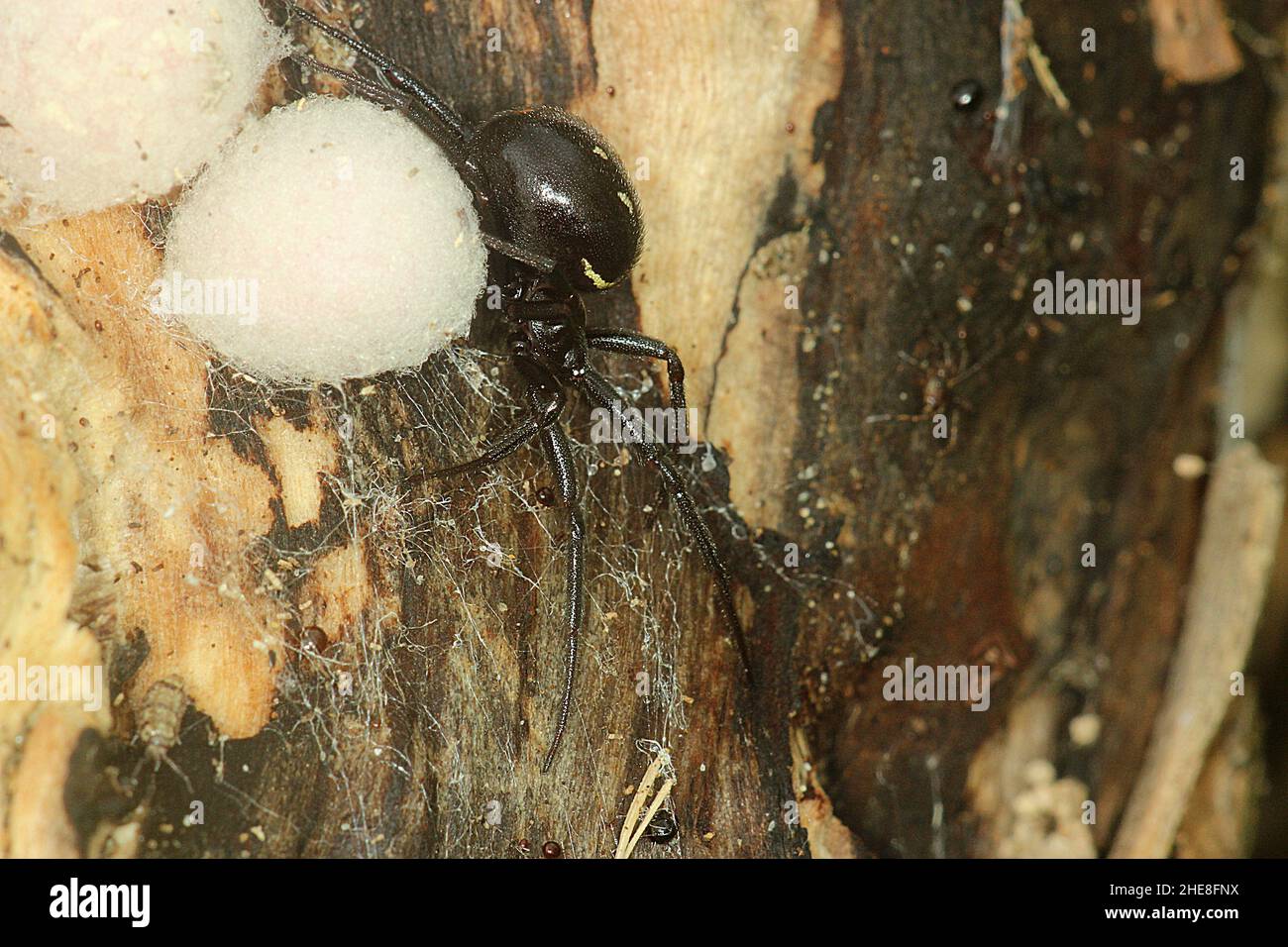 False Button Spider False widow spider (Steatoda capensis) with egg sacs Stock Photo - Alamy