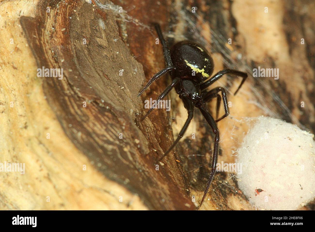 False widow spider (Steatoda capensis) with egg sacs Stock Photo