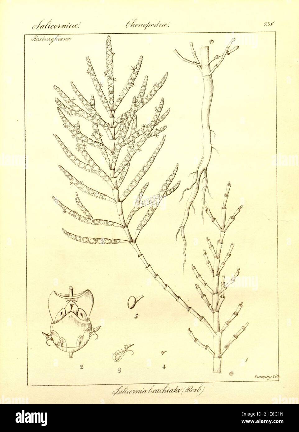 Salicornia brachiata. Stock Photo