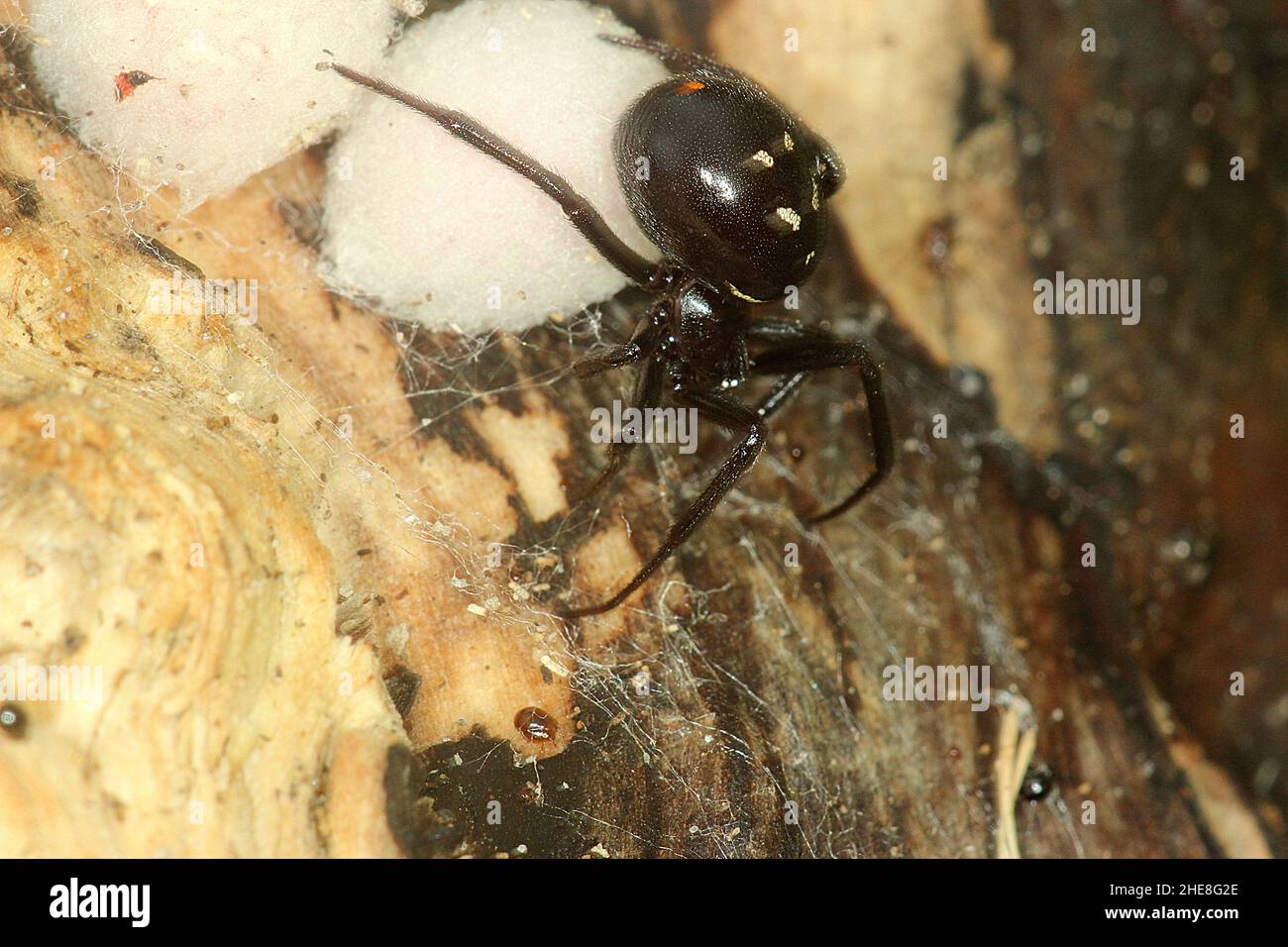 False widow spider (Steatoda capensis) with egg sacs Stock Photo