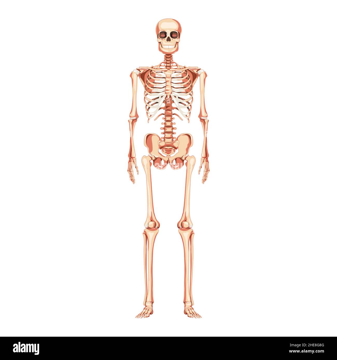 Skeleton Human front anterior view stands straight. Realistic Anatomical flat natural color concept medically accurate illustration Vector illustration board of anatomy isolated on white background Stock Vector