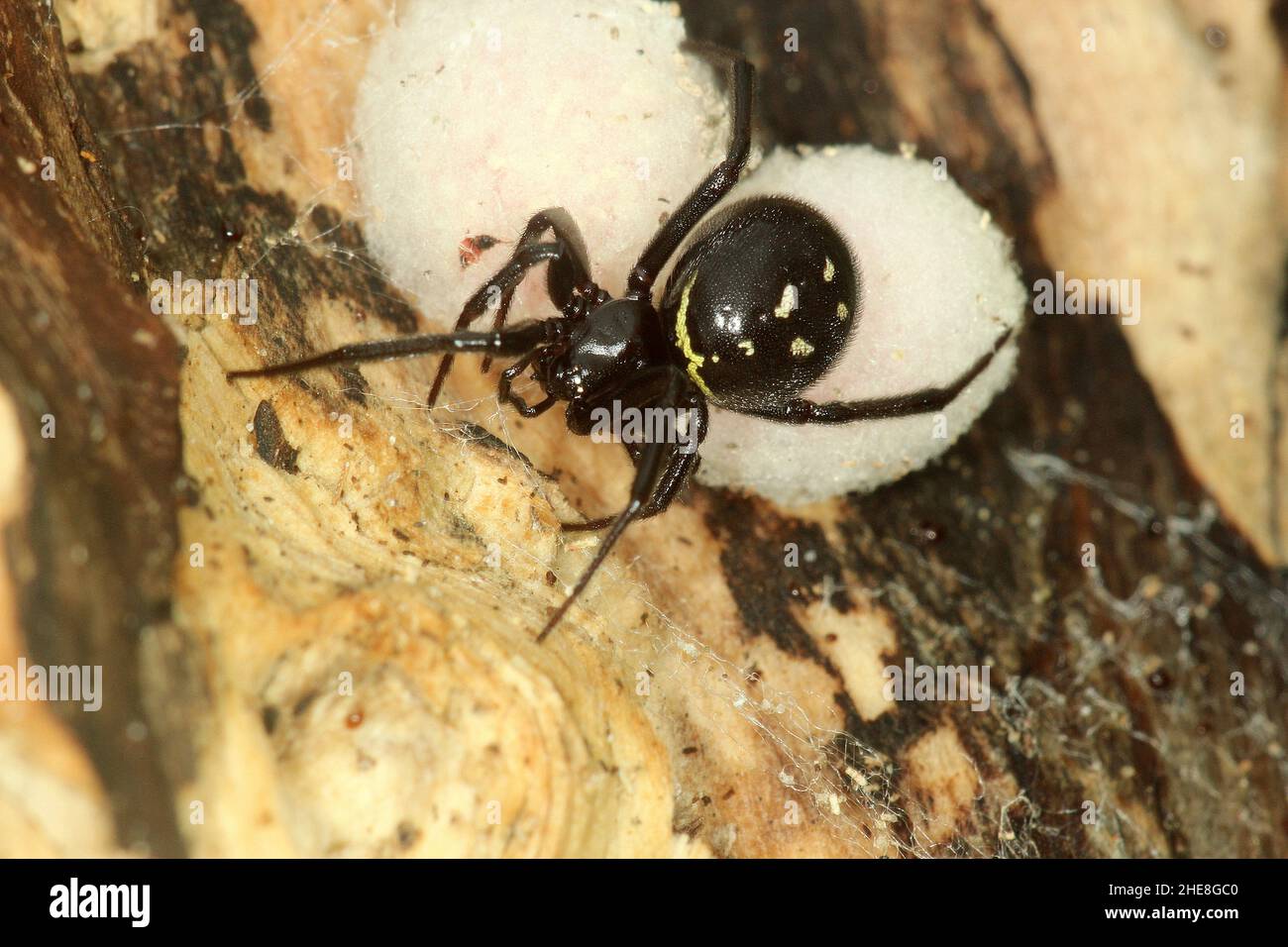 False Button Spider False widow spider (Steatoda capensis) with egg sacs Stock Photo - Alamy